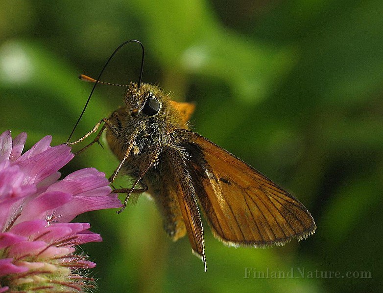 Ochlodes venata (1).jpg