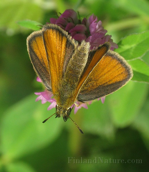 Ochlodes venata (3).jpg