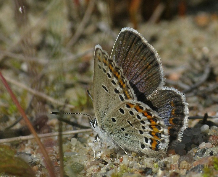 Plebejus idas (1).jpg