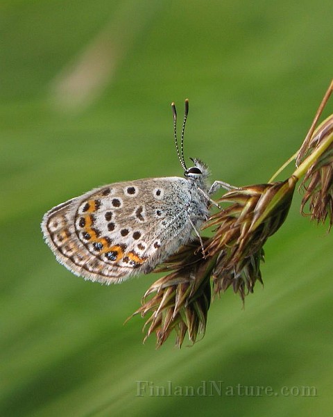 Polyommatus icarus (Puktörneblavinge)(1).jpg