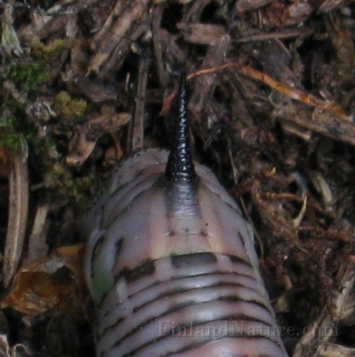 Sphinx pinastri (Tallsvarmare) (5).jpg
