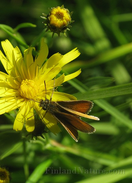 Thymelicus lineola (Tatelsmygare) (2).jpg