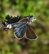 Aricia nicias (Donzels blåvinge) (1)