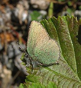 Callophrys rubi(Björnbärssnabbvinge)