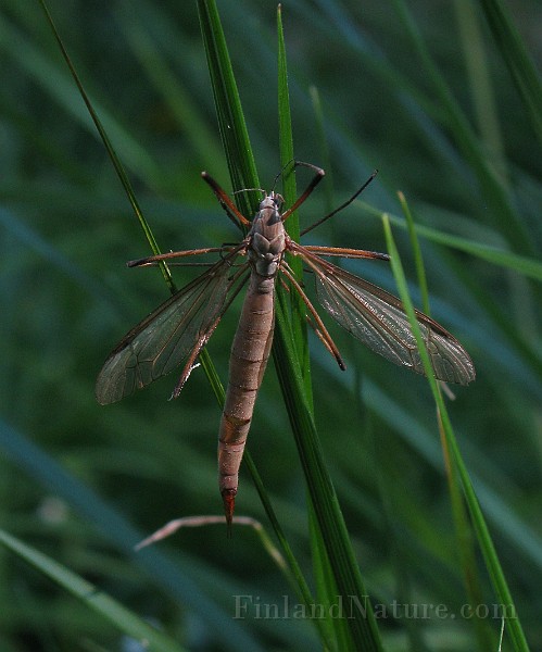 Mosquito 03.JPG