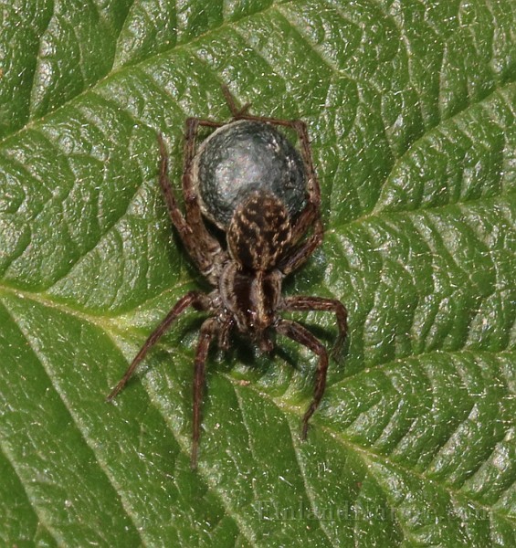 Lycosidae02 (0985).JPG