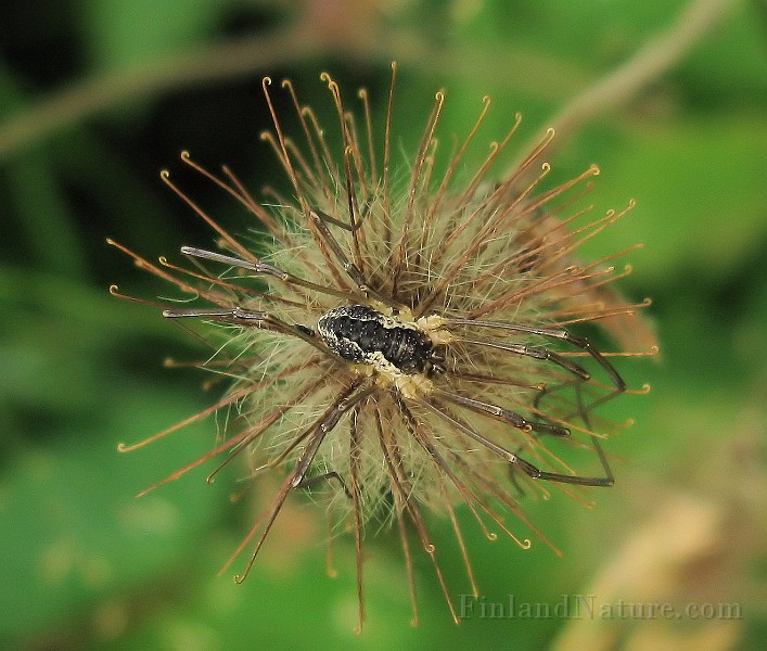 Phalangium opilio (Hornlocke) (2).jpg