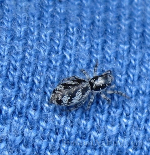 Spider01 (8561).JPG