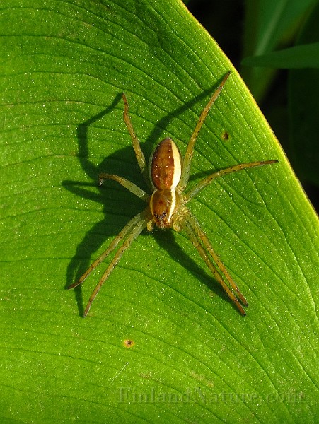 Spider02 (2771).JPG -                                