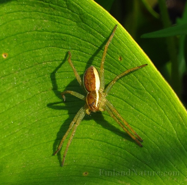 Spider02 (2772).JPG -                                