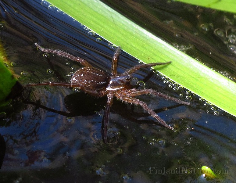 Spider03 (2779).JPG