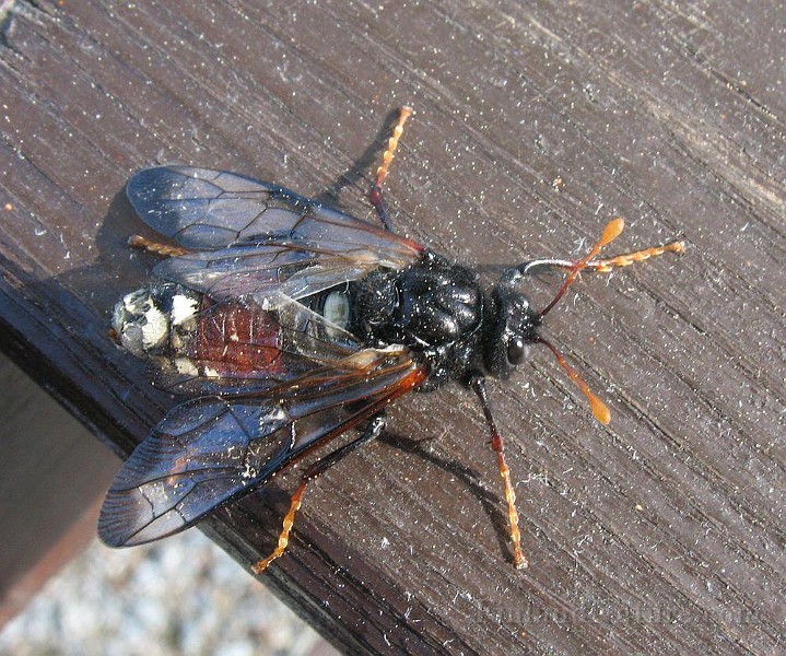 Hornet1.jpg