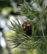 Beetles (Skalbaggar)