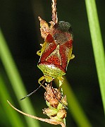 Bugs (Skinnbaggar)
