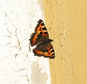 Butterflies and Moths (Fjaril)