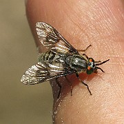 Flies (Flygor and Mygor)