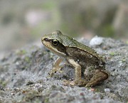 Frogs (Grodor)