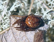 Spiders and Ticks (Spindlar)