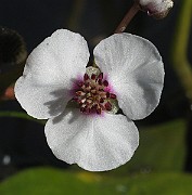 IMG_7705