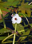 IMG_1427