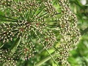 IMG_7801