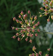 IMG_4795