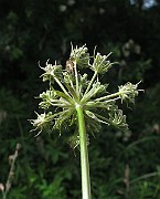 IMG_7794