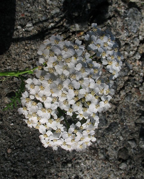 IMG_7942.jpg