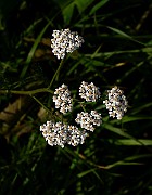 IMG_1963
