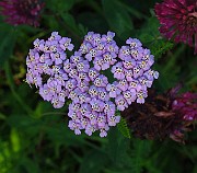 IMG_2547