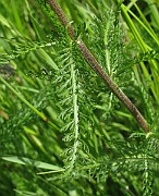 IMG_6155