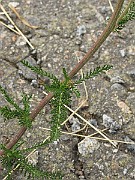 IMG_6326