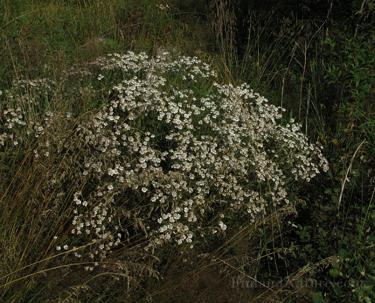 IMG_4082.jpg