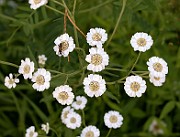 IMG_0782