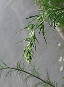 IMG_7153