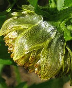 IMG_4417