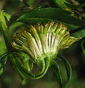 IMG_4445