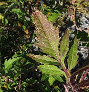 IMG_9857