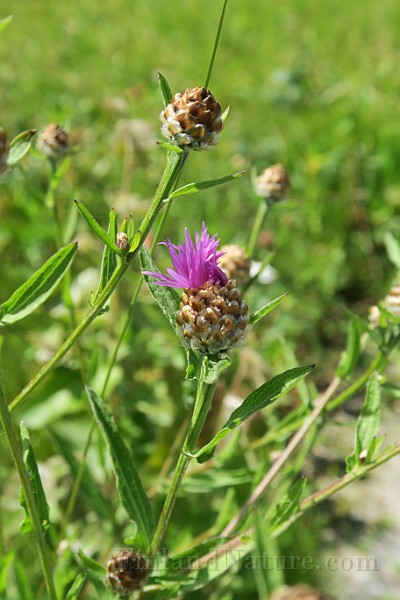 IMG_0097.JPG