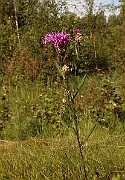 IMG_0999