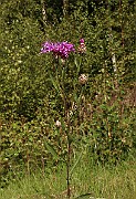 IMG_1000