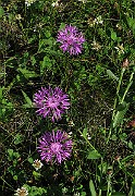 IMG_4440b