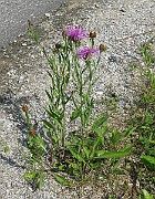 IMG_4483