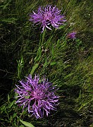 IMG_7801