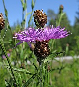 IMG_7815