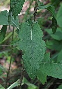 IMG_3179