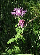 IMG_3363
