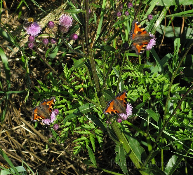 IMG_7999.jpg