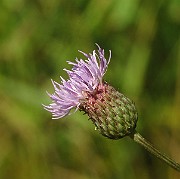IMG_1848
