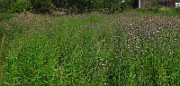 IMG_2970